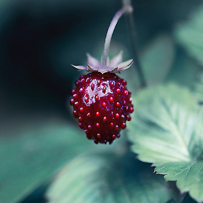 Array Taste of Summer von Lily Andrea Seidel