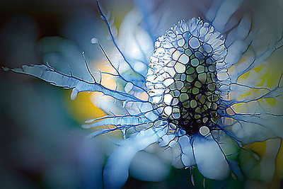 Array Eisdistel von Renate M. Schmidt