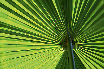 70cm x 50cm Leaf 1 von Ortwin Klipp