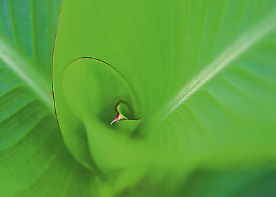 70cm x 50cm Leaf 2 von Ortwin Klipp