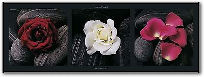Roses on stones von PINSARD