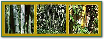 Bambous von PINSARD