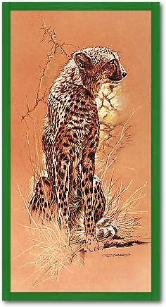 Cheetah von CASARO,RENATO