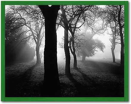 Bäume im Nebel I von WEBER,TOM