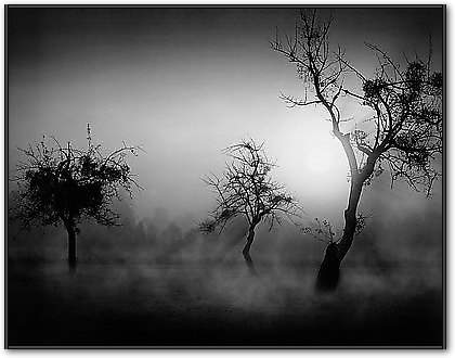 Bäume im Nebel II von WEBER,TOM