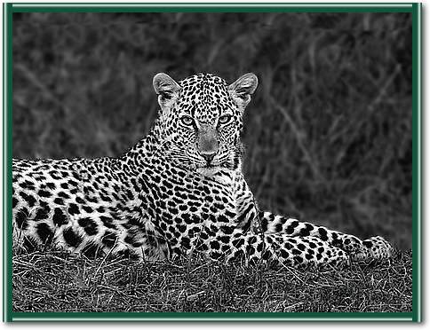 Leopard Portrait von Xavier Ortega