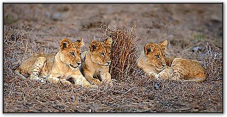 Lions Cub von Ortega,Xavier
