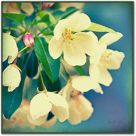 Natures Apple Blossom von Schlabach, Sue