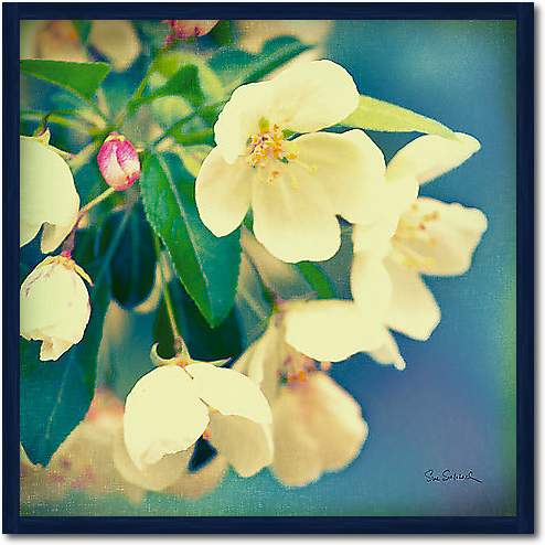 Natures Apple Blossom von Schlabach, Sue