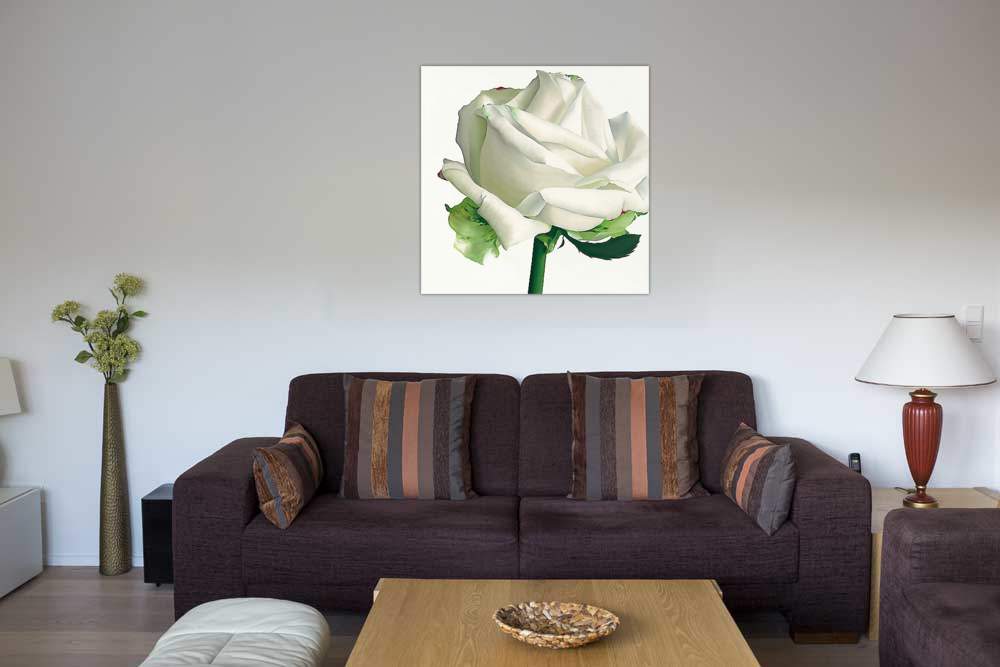 White Rose I von Andrew, Stephanie