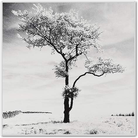 Lone Tree # 3, Peak District, England von Butcher, Dave