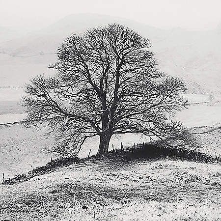 Misty Tree, Peak District,  England von Butcher, Dave