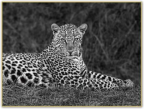 Leopard Portrait von Ortega, Xavier