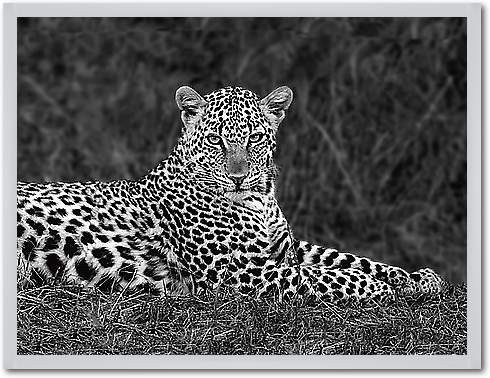 Leopard Portrait von Ortega, Xavier