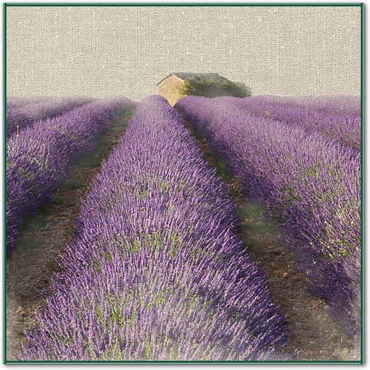 Lavender Field von Bret Straehling