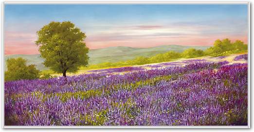 Lavender Field von Heinz Schöllnhammer