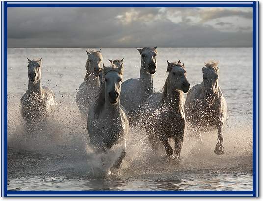 Horses Landing at the Beach von Jorge Llovet