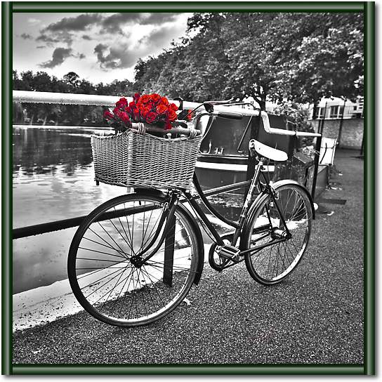 Romantic Roses I von Assaf Frank