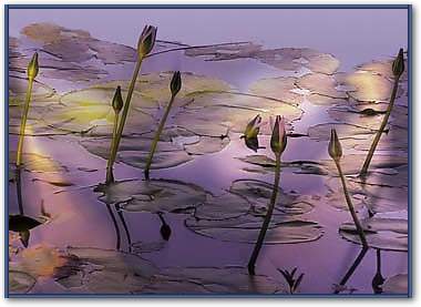 Lotus                            von Susan Harris