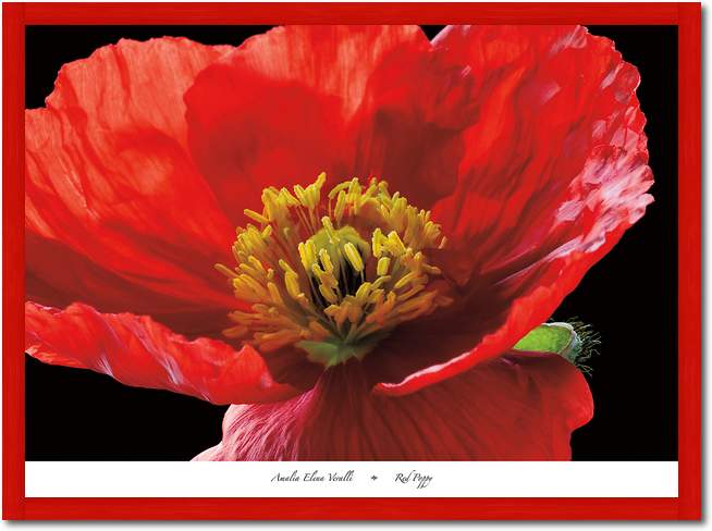 Red Poppy                        von Amalia Elena Veralli