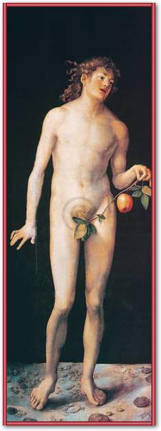Adam                             von Albrecht Dürer