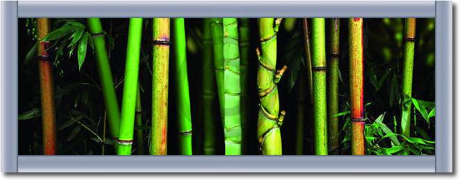 Bamboo                           von Roberto Scaroni