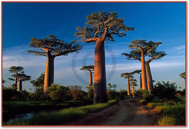 Baobab Tree                      von Thomas Marent
