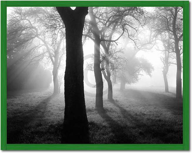 Bäume im Nebel I                 von Tom Weber