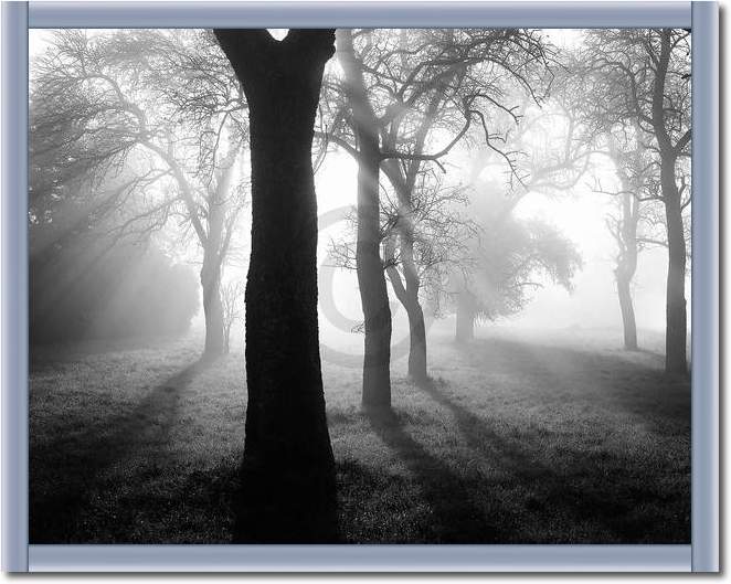Bäume im Nebel I                 von Tom Weber