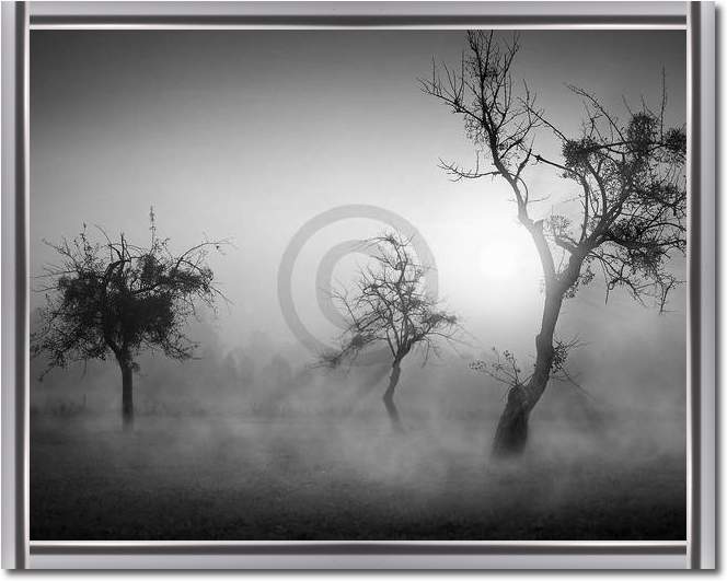 Bäume im Nebel II                von Tom Weber