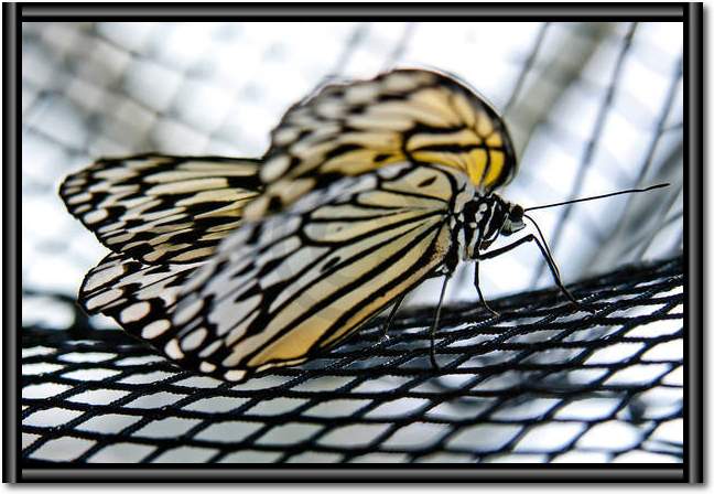 Butterfly Beauties II            von Florian Dürmer