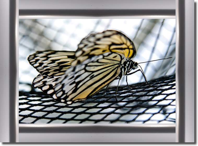 Butterfly Beauties II            von Florian Dürmer