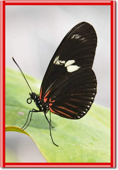 Butterfly Beauties IV            von Florian Dürmer