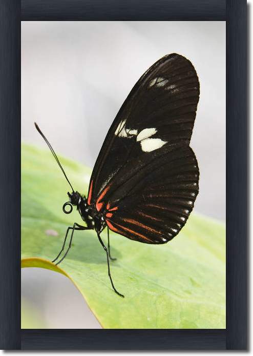 Butterfly Beauties IV            von Florian Dürmer