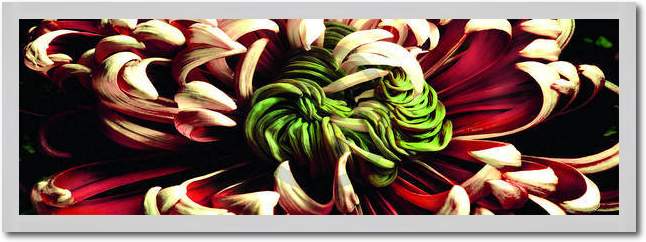 Chrysanthemus 2                  von Roberto Scaroni