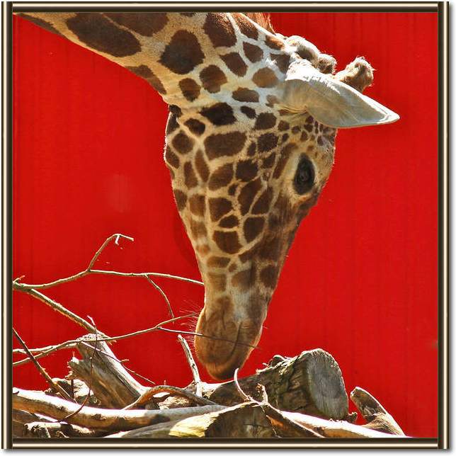 Giraffe                          von Bernhard Böser