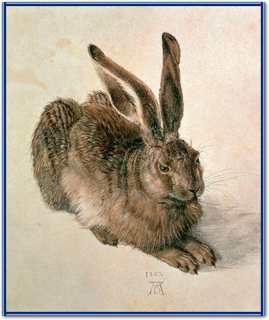 Junger Feldhase                  von Albrecht Dürer
