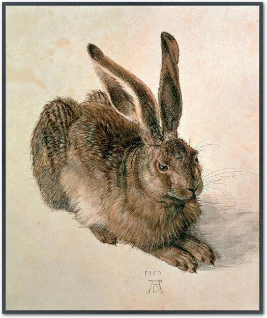 Junger Feldhase                  von Albrecht Dürer