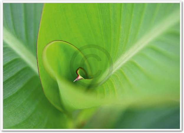 Leaf 2                           von Ortwin Klipp