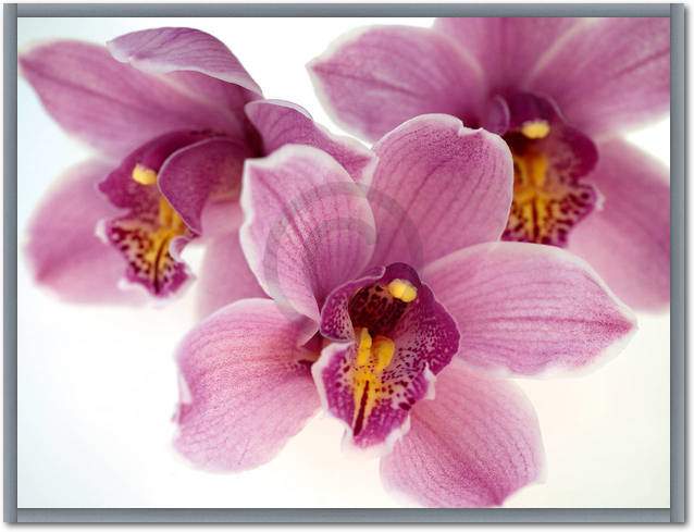 Orchid Kiss                      von Micha Pawlitzki