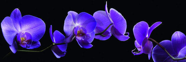 Orchidee                         von Roberto Scaroni