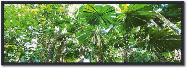 Rainforest Canopies              von John Xiong