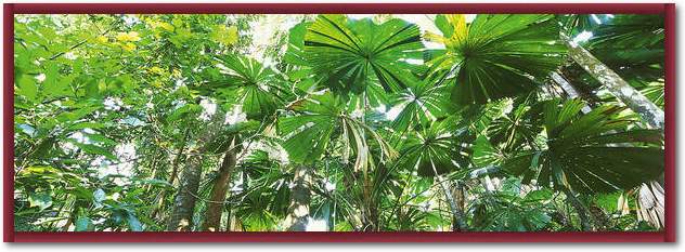 Rainforest Canopies              von John Xiong