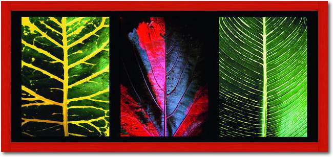 Three Leaves                     von Roberto Scaroni