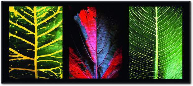 Three Leaves                     von Roberto Scaroni