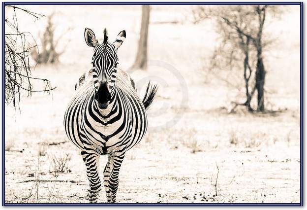 Zebra I                          von Toby Seifinger