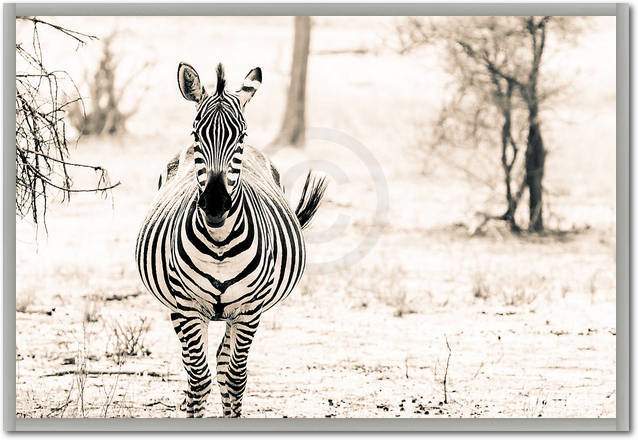 Zebra I                          von Toby Seifinger