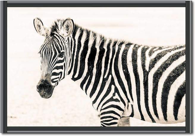 Zebra II                         von Toby Seifinger