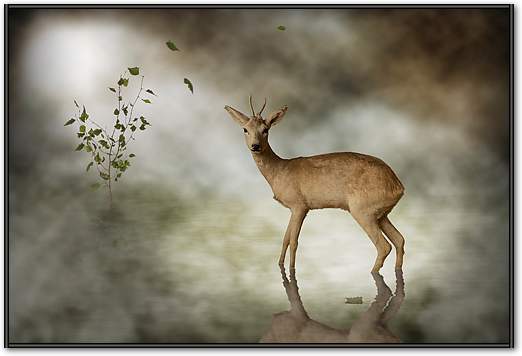 Young Deer von Michiel Visser