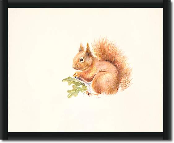 Red Squirrel von Hilary Mayes
